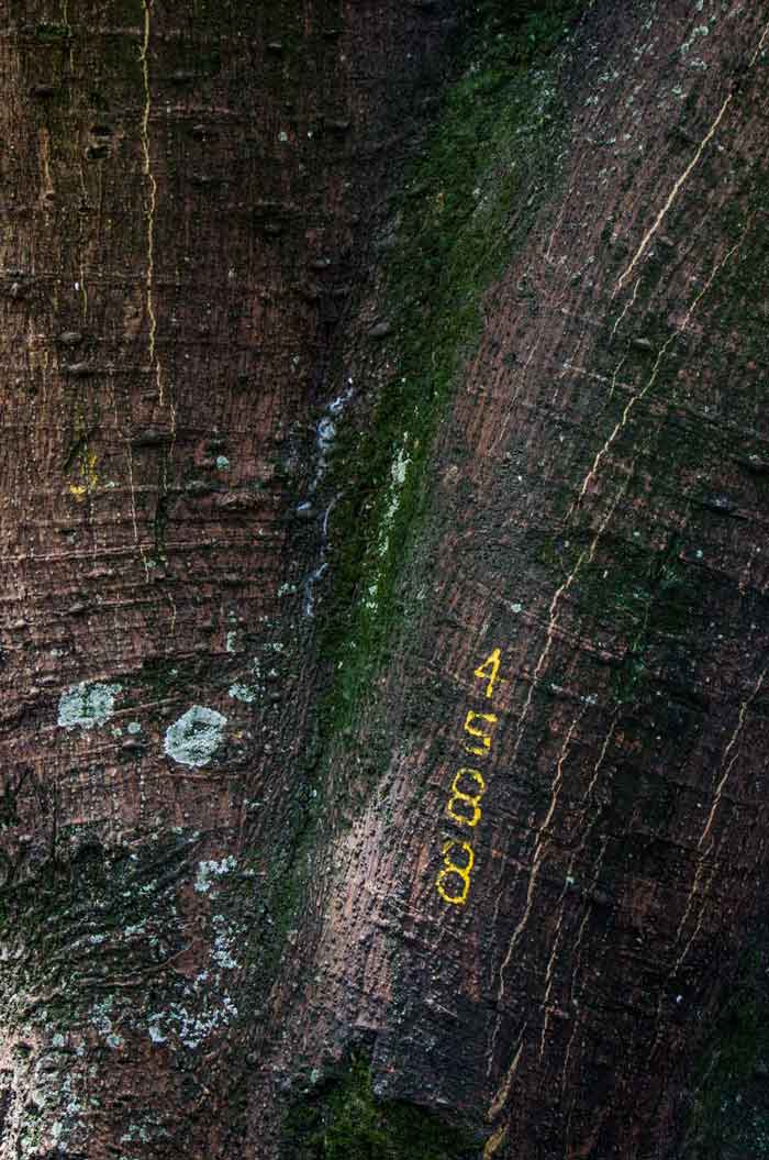 Verde de todos los colores